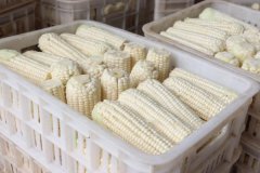 <b>严沉农产质量量平安事务“零</b>